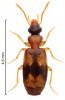Philorhizus quadrisignatus